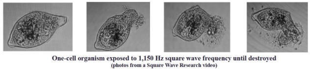 one-cell organism exposed to 1,150 HZ